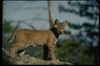 Bobcat_0002