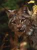 Bobcat_0020