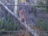 Bobcat_0026