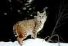 Bobcat_0031