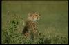 Cheetah_0009