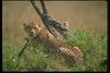 Cheetah_0029