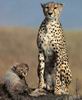 Cheetah_0038