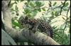 Leopards_0006