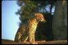 Leopards_0029