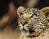 Leopards_0033