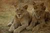 Lions_0039_HiRes