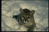 Cougar_004