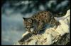 Cougar_015