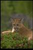 Cougar_020