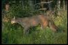 Cougar_024