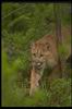 Cougar_025