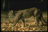 Cougar_031