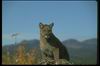 Cougar_033