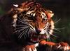 Tigers_0006