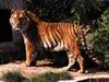 Tigers_0008