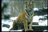 Tigers_0011