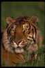 Tigers_0012