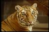 Tigers_0013