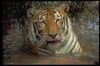 Tigers_0014