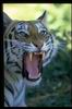 Tigers_0015