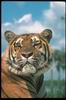 Tigers_0016