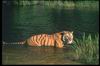 Tigers_0018