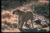 Tigers_0019