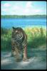 Tigers_0025