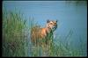 Tigers_0029