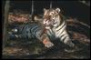 Tigers_0033