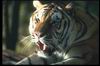 Tigers_0037