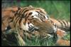 Tigers_0039