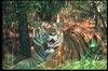 Tigers_0040